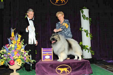 Keeshond
